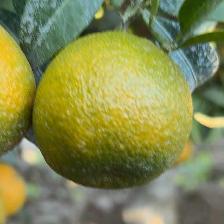 CLEMENTINE CLEMENRUBY