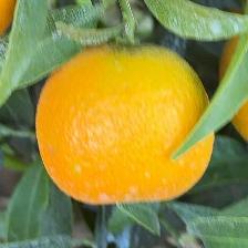 CLEMENTINE CLEMENRUBY