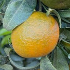CLEMENTINE CLEMENRUBY