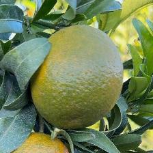 CLEMENTINE CLEMENRUBY