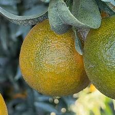 CLEMENTINE CLEMENRUBY