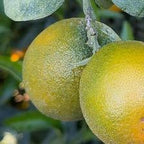 CLEMENTINE CLEMENRUBY