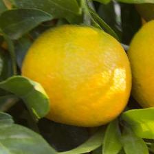 CLEMENTINE CLEMENRUBY