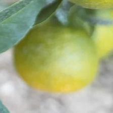 CLEMENTINE CLEMENRUBY