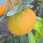 CLEMENTINE CLEMENRUBY