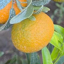 CLEMENTINE CLEMENRUBY