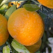 CLEMENTINE CLEMENRUBY
