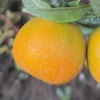 CLEMENTINE CLEMENRUBY