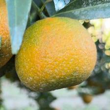 CLEMENTINE CLEMENRUBY