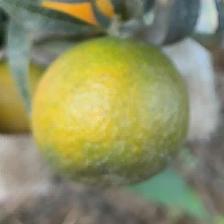 CLEMENTINE CLEMENRUBY