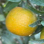 CLEMENTINE CLEMENRUBY