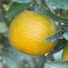 CLEMENTINE CLEMENRUBY