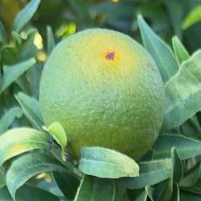 CLEMENTINE CLEMENRUBY