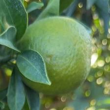 CLEMENTINE CLEMENRUBY