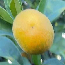 CLEMENTINE CLEMENRUBY