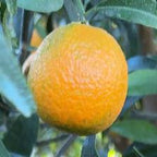 CLEMENTINE CLEMENRUBY