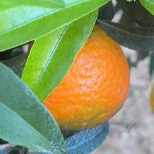 CLEMENTINE CLEMENRUBY