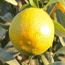 CLEMENTINE CLEMENRUBY