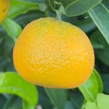 CLEMENTINE CLEMENRUBY
