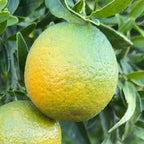 CLEMENTINE CLEMENRUBY