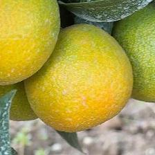 CLEMENTINE CLEMENRUBY