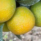 CLEMENTINE CLEMENRUBY