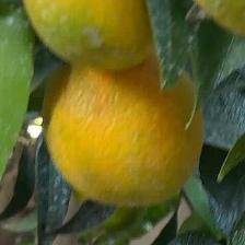 CLEMENTINE CLEMENRUBY