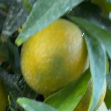 CLEMENTINE CLEMENRUBY