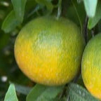 CLEMENTINE CLEMENRUBY