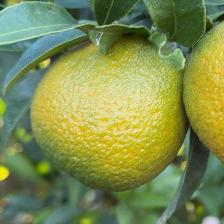 CLEMENTINE CLEMENRUBY