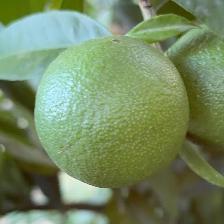CLEMENTINE COMUNE