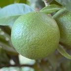 CLEMENTINE COMUNE