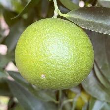 CLEMENTINE COMUNE