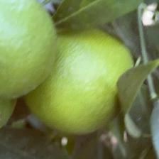 CLEMENTINE COMUNE