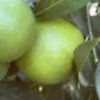 CLEMENTINE COMUNE