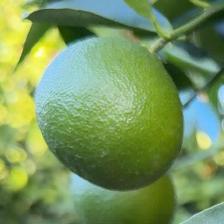 CLEMENTINE COMUNE