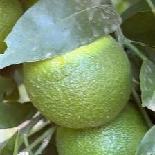 CLEMENTINE COMUNE