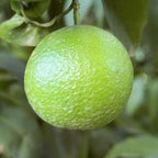 CLEMENTINE COMUNE