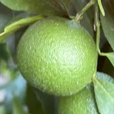 CLEMENTINE COMUNE