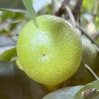 CLEMENTINE COMUNE