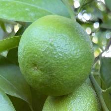 CLEMENTINE COMUNE