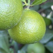 CLEMENTINE COMUNE