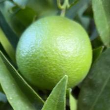 CLEMENTINE COMUNE