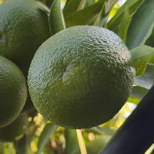 CLEMENTINE COMUNE