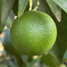 CLEMENTINE COMUNE