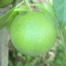 CLEMENTINE COMUNE