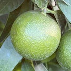 CLEMENTINE COMUNE