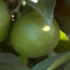 CLEMENTINE COMUNE