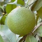 CLEMENTINE COMUNE