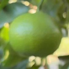 CLEMENTINE COMUNE